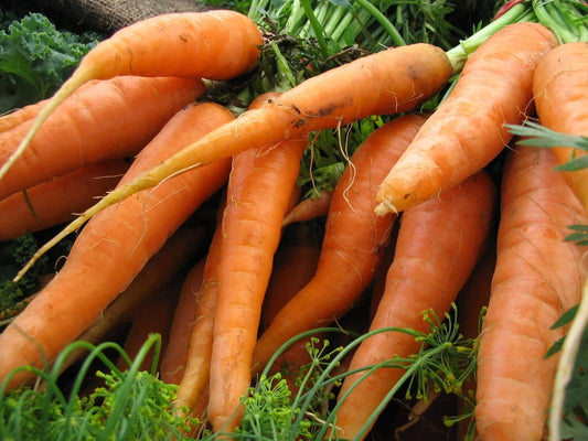 Scarlet Nantes Carrot Seeds - Early Coreless Variety, NON-GMO - Multiple Sizes Available - Daucus carota