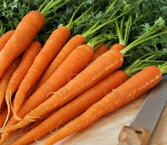Tendersweet Carrot Seeds - 200 Count Packet - Juicing, Raw, Canning - Coreless (Daucus carota)