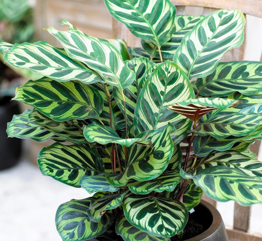 Calathea Makoyana Plug - Live Peacock Plant Starter - Well-Rooted Indoor Houseplant - Calathea Makoyana