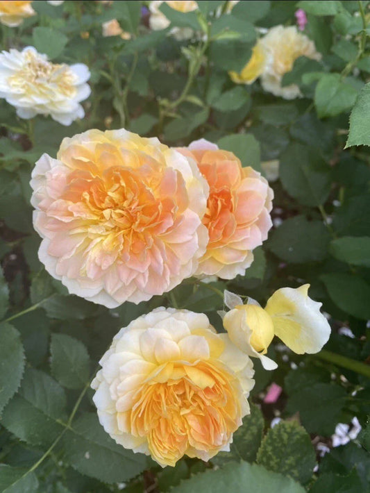 MOLINEUX Live Rose Plant - 5" Tall - David Austin - Rooted in 4" Pot - Beautiful Yellow Blooms (Rosa 'Molineux')