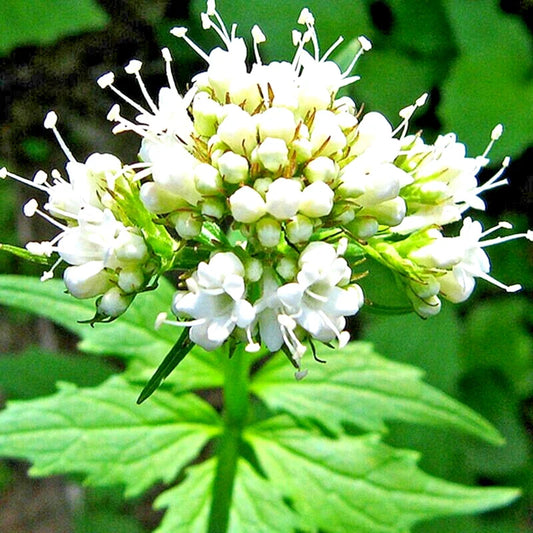 Valerian Seeds - 200+ Perennial Herb for Medicinal Use - Sedative Plant - Valeriana officinalis - Spring Sow, USA