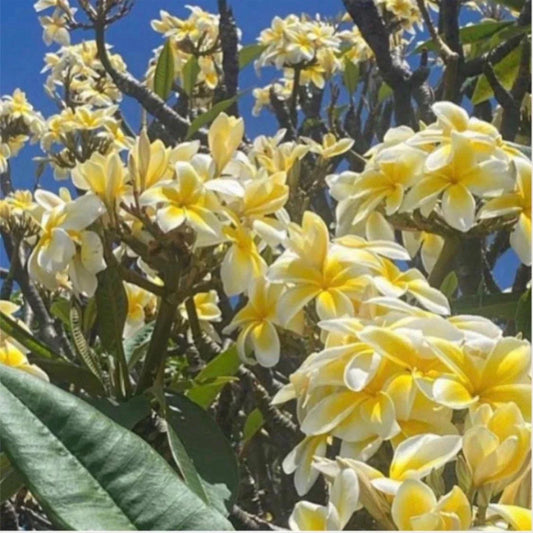 Rooted Plumeria Plant Cutting 18" Celadine with 2 Long Tips - Plumeria rubra