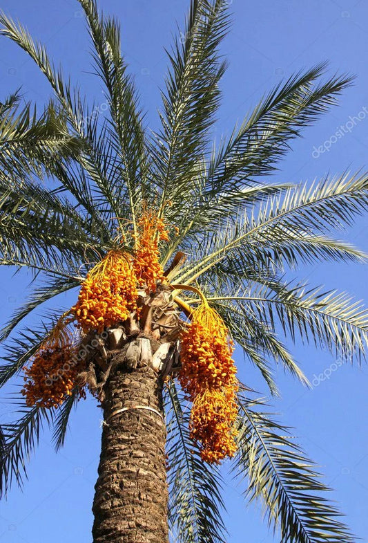Medjool Date Palm Seedling 1.5+ Years Old Phoenix Dactylifera Plant Sapling