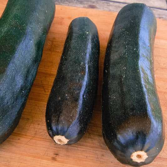 Black Beauty Zucchini Seeds - 20 Count Packet - Glossy - Cucurbita pepo
