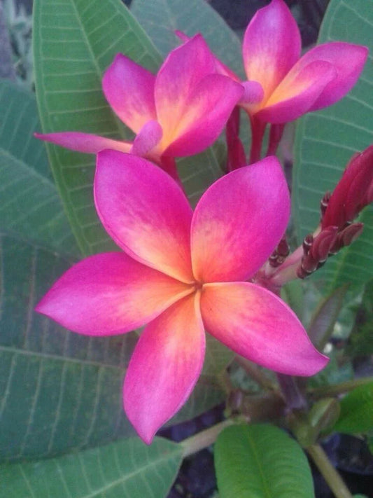 Plumeria Seeds - 5 Bright Pink Orange Flower Seeds - Perennial Tropical Plants (Plumeria spp.)