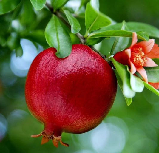 Pomegranate Fruit Tree Seedling - 6 Inch Wonderful Variety - Punica Granatum - Live Plants for Home Garden or Landscaping