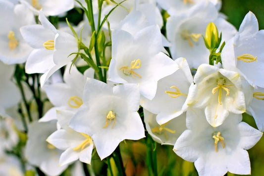 White Peach Leaf Bellflower Seeds, 250 Count, Large Bell Flowers, Easy to Grow, Campanula persicifolia