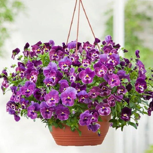 Pansy Seeds - 50 Pack Frizzle Sizzle Raspberry - Viola wittrockiana Flower Seeds