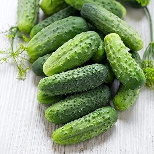 Premium Cucumber Seeds - 20 Fresh Genuine Wisconsin 58 Variety - First-Rate Quality, Cucumis sativus