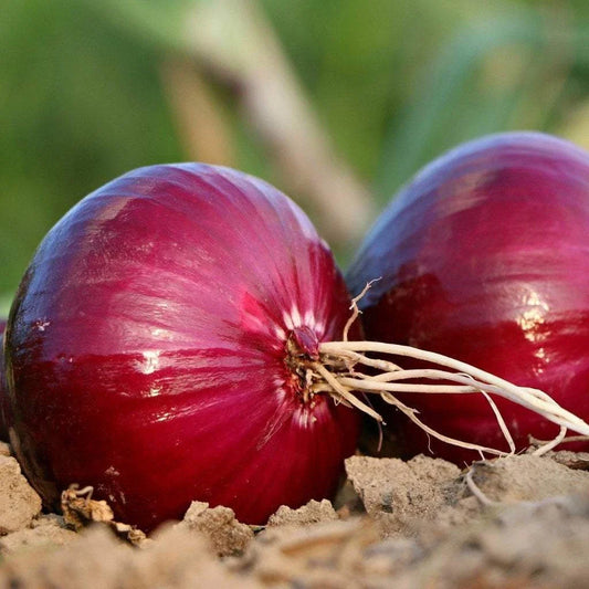Red Creole Onion Seeds - NON-GMO Short Day Variety - Heirloom Vegetable Seeds - Allium cepa