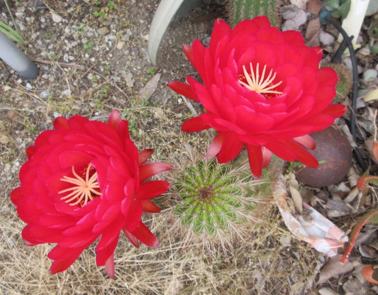 Echinopsis 'Fuete de Sangre' Cactus Cutting - Rare Succulent Plant for Indoor & Outdoor Gardens, Echinopsis species