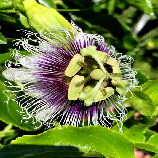Purple Passion Fruit Flower Seeds - Granadilla Vine - Passiflora edulis - Exotic Garden Plant Seeds
