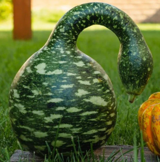 Speckled Swan Gourd Seeds - Large Birdhouse Decorative Crafts - Non-GMO - 15 Seeds (Lagenaria siceraria)