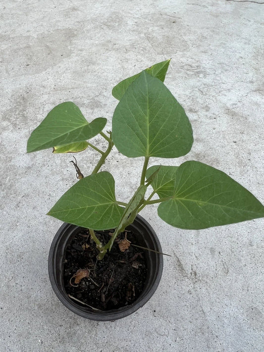Sweet Potato Plant in Pot - Live Rooted Plant - Ready to Grow - Ipomoea batatas