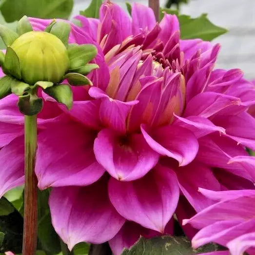 Dahlia Babylon Paars Bulb Tuber 8-10" Red Purple Blooms Live Plant
