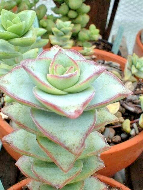 Succulent Plants - 2" Crassula Perforata String of Buttons - Live Rooted Plants