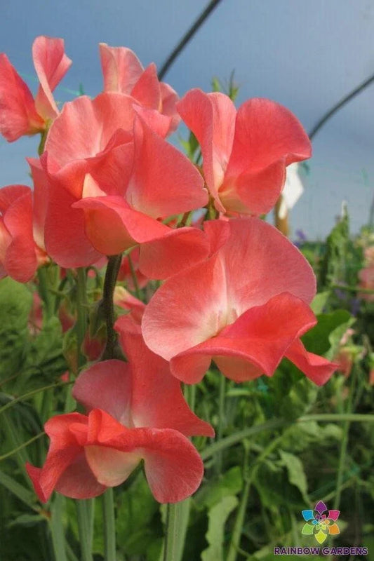 Sweet Pea Seeds - 50+ Pack - Thomas & Linda Variety - Lathyrus odoratus - Ideal for Garden Planting - USA Shipping