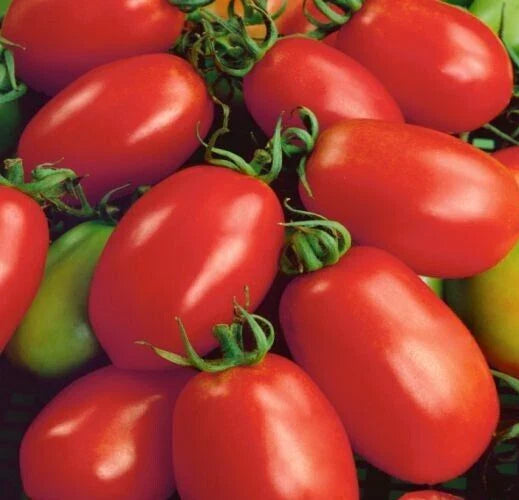 Napoli Tomato Seeds 50+ Determinate Italian Paste Gardening Vegetable Solanum lycopersicum Free Shipping