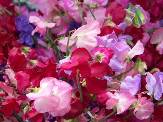 Sweet Pea Seeds - Royal Mix - Fragrant - 33 Seeds - Lathyrus odoratus - GroCo USA - Buy 15 Ships Free