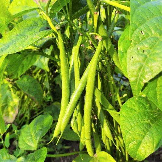 Tenderette Green Bean Seeds - Stringless Tender Beans - Phaseolus vulgaris - Ideal for 2025 Planting