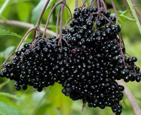 Fresh Elderberry Cuttings (12) Black Bearing, Sambucus, Fruit for Future Harvests