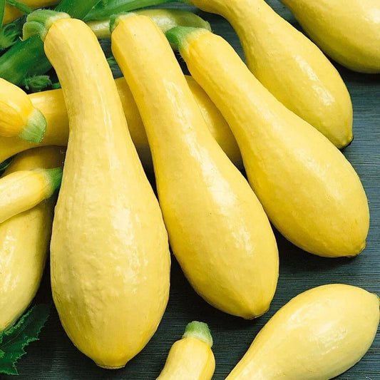 Early Prolific Straight Neck Squash Seeds - 25 Non-GMO Heirloom Seeds - Cucurbita pepo