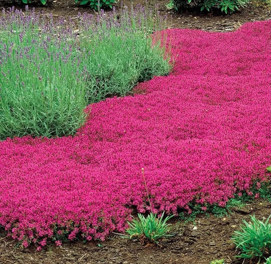 Red Creeping Thyme Seeds - 500+ Non-GMO Groundcover - Thymus serpyllum - Ideal for Gardens and Landscaping