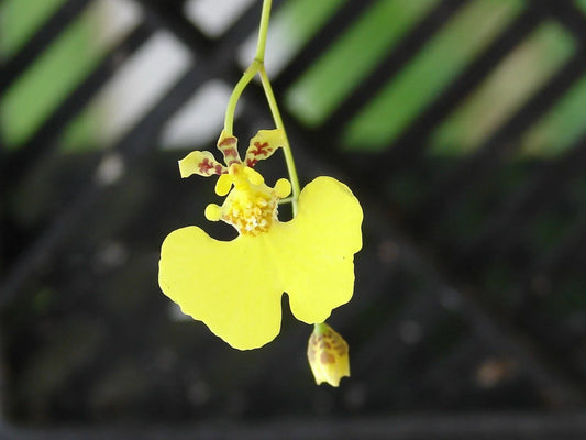 Oncidium prionochilum Bare Root Bloom Size Plants - 15+ Oncidium Orchid Species for Collectors and Enthusiasts