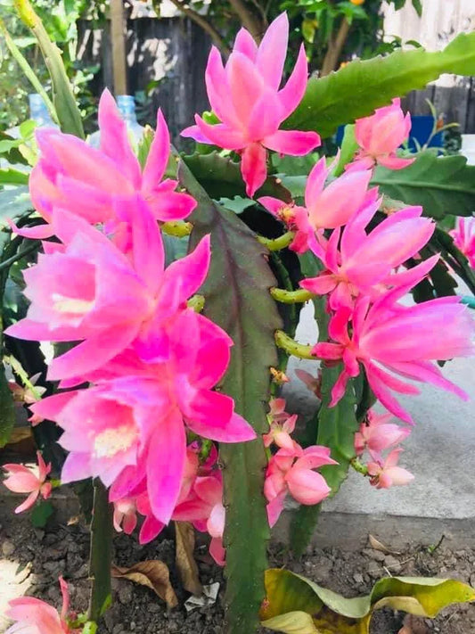 Rare Orchid Cactus Live Plant & Fresh Cutting, German Empress Epiphyllum, Rooted Variety, Unique Houseplant