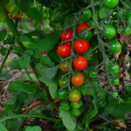 Sweetie Cherry Tomato Seeds - Super Sweet, NON-GMO, Heirloom Variety - Solanum lycopersicum