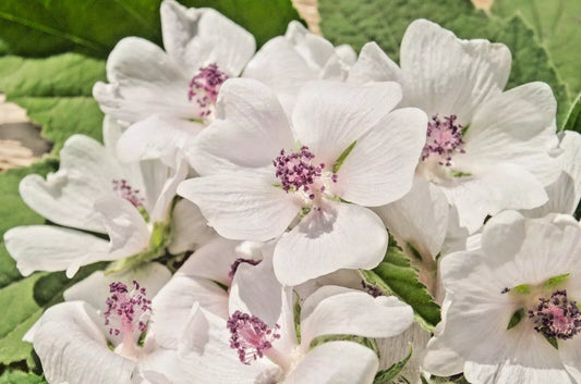 True Marshmallow Seeds - 50 Count - Light Pink Flowers - Althaea officinalis