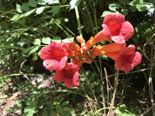 Hummingbird Trumpet Vine Starter Plants - Reddish Orange - Bare Root - 6-12 Inches - Campsis radicans