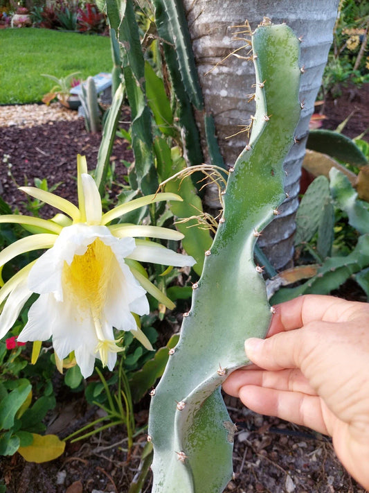 Dragon Fruit Cactus Cutting 8" with Aerial Roots, Hylocereus undatus, Exotic Edible Plant for Home Gardening