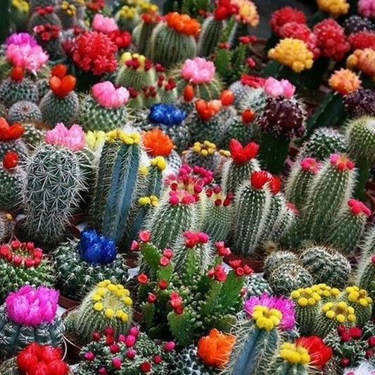 Mixed Multi-Color Cactus Seeds, 100pcs Pack, Succulent Variety, Ideal for Gardening and Planting (Cactaceae)