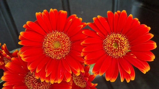 Red & Yellow Gerbera Daisy Seeds - 200+ Bulk Pack for Garden Planting - Gerbera jamesonii - USA