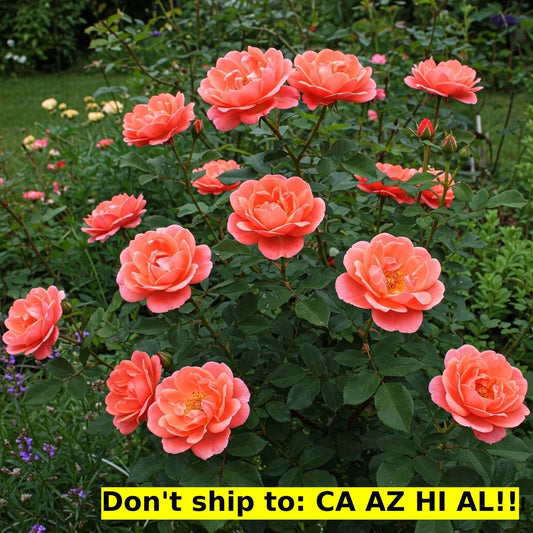 Coral Drift Rose Bush in 3 Gal Pot | Live Flowering Outdoor Garden Plant | Rosa 'Meidrif'