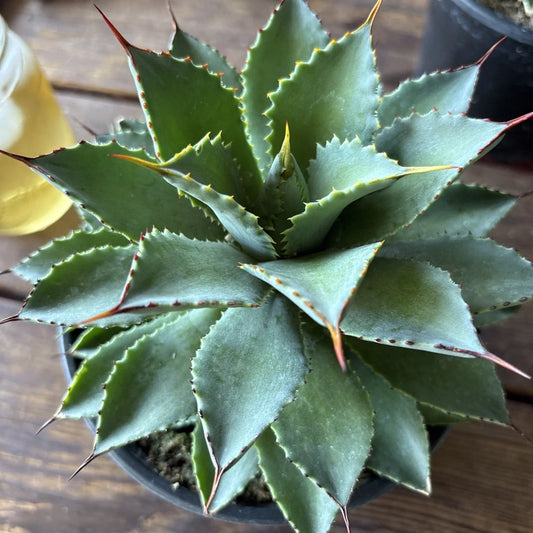 Agave Potatorum Plant, 6" Rooted in Pot, Succulent Variety, Live Houseplant, Perfect for Indoor or Outdoor Use