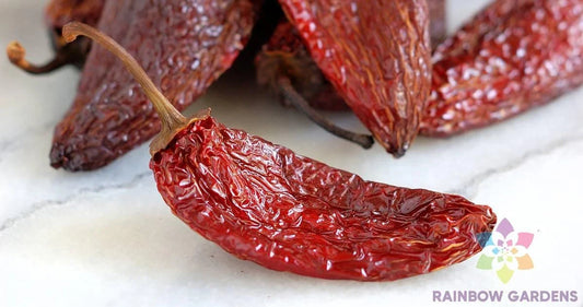 Chipotle Tipico Hot Pepper Seeds - 25+ Seeds for Garden Planting - USA Grown - Perfect for Spicy Dishes - Free Shipping