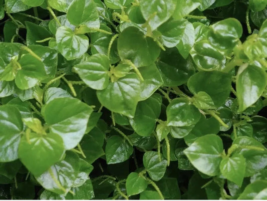 Crab Claw Herb Seeds - 500+ Seeds - Peperomia Pellucida - Pepper Elder - 2024 USA