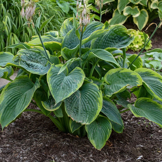 Hosta Wu-La-La Perennial Plant in 5.25" Pot | Well Rooted Shade Plant | Proven Winners | Unique Foliage