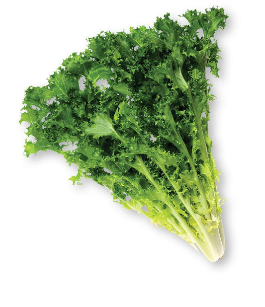 Endive Seeds Pack - 600+ Heirloom Seeds for Garden, Green Leafy Vegetable, Chicory Varieties