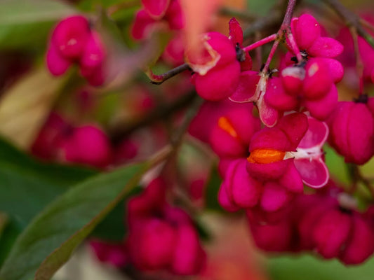 Spindle-Berry Tree Seeds - 10 Pack - Euonymus europaeus - Hardy Shrub for Gardens - Free Shipping USA