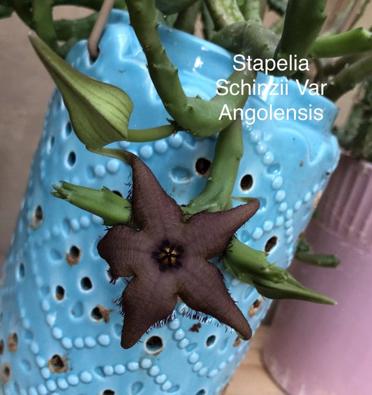 Stapelia Schinzii Plant | Rooted Succulent Cactus | Orbea Huernia Variety | Drought-Tolerant Houseplant