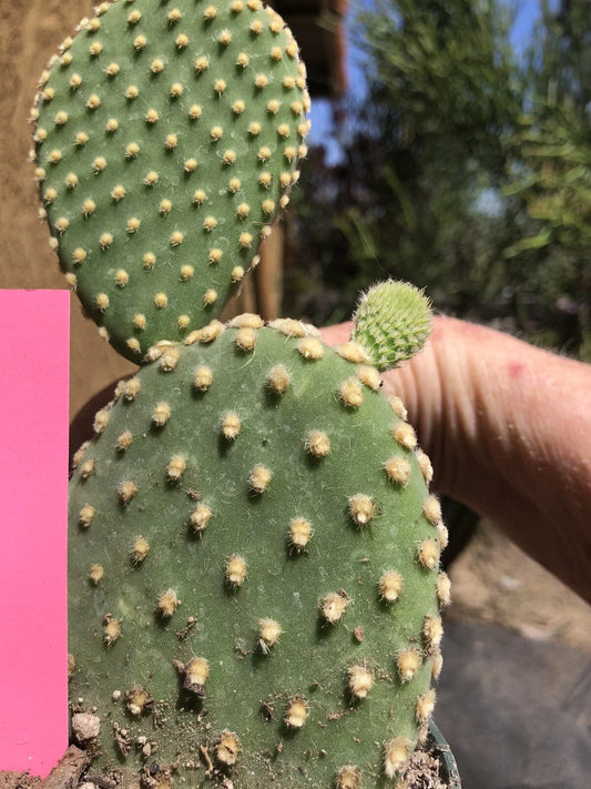 Opuntia Microdasys "Bunny Ears" Cactus 6" Tall - Off White Succulent Plant, Perfect Indoor Decor