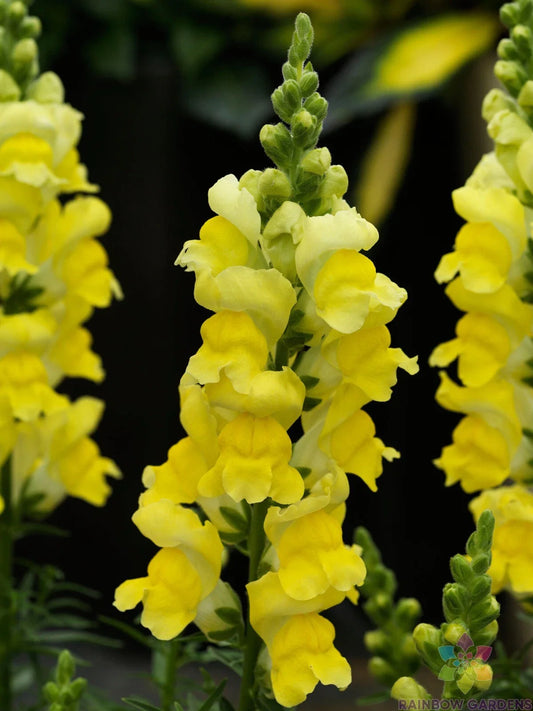 Snapdragon Seeds - 1000+ Sonnet Yellow - Antirrhinum majus - Garden Planting - USA