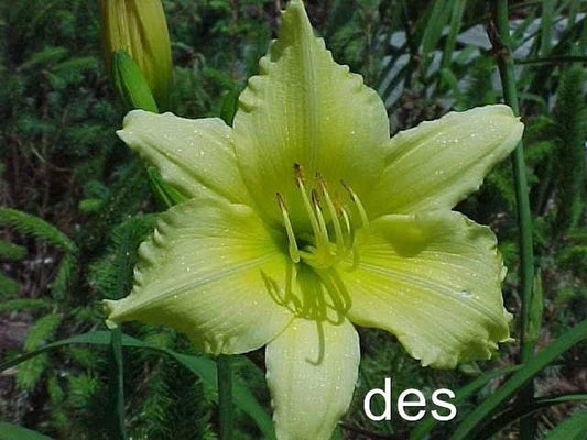 Daylilies Live Plants - BIG TIME HAPPY - Bright Yellow Reblooming Variety - Hemerocallis