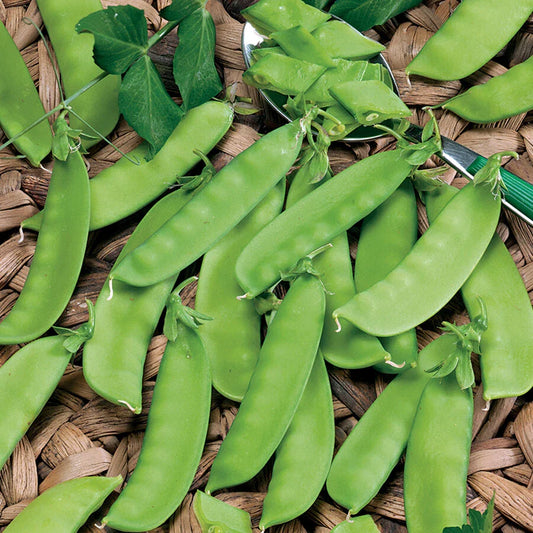 Snow Pea Seeds - 20 Seeds, Chinese Sugar Snap Pod, Mammoth Melting Sugar Pod Pea, USA