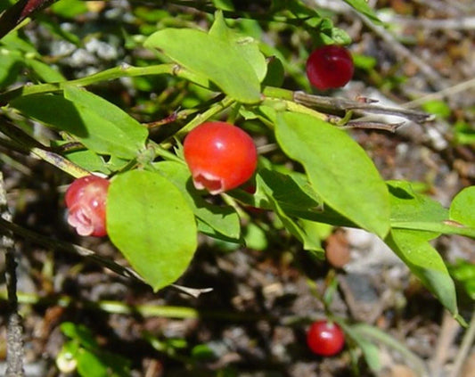 Red Huckleberry Seeds - 50+ Pre-Stratified Seeds, Vaccinium parvifolium, Native Edible Plant, Free Shipping