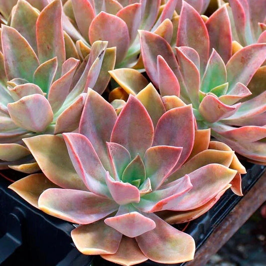 Rare Graptoveria Dusty Succulent Plant 3-Inch Easy Care Live Plant for Home Decor - Ideal Gift for Plant Lovers