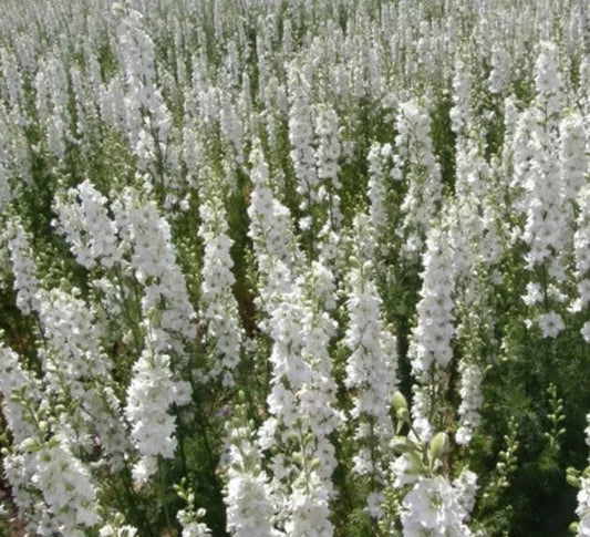 Delphinium Seeds - White King Larkspur - Non-GMO - 200 Count - Cut Flowers for Floral Design - Delphinium elatum